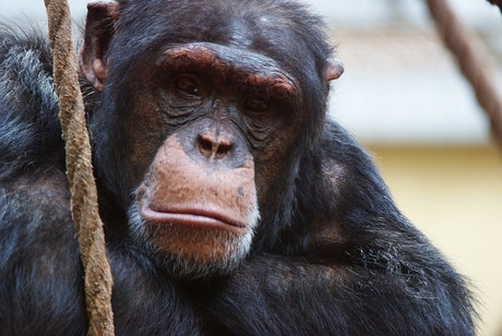 Chimpansee in Beekse Bergen