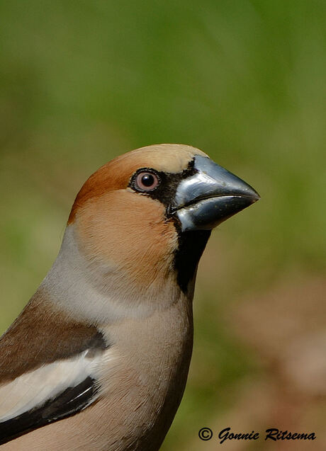 Appelvink