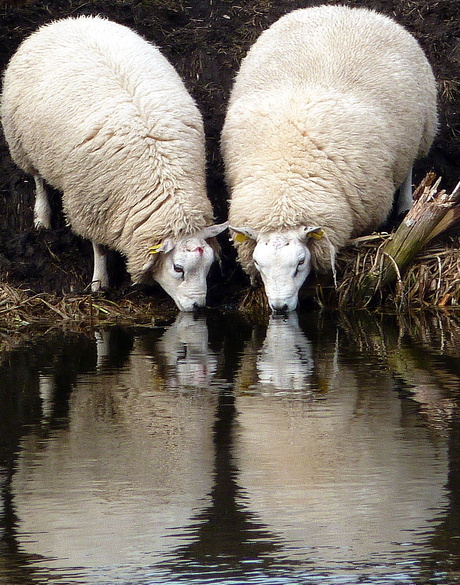 kwartetje schapen?