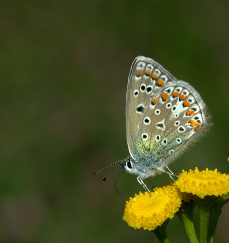 Icarus blauwtje