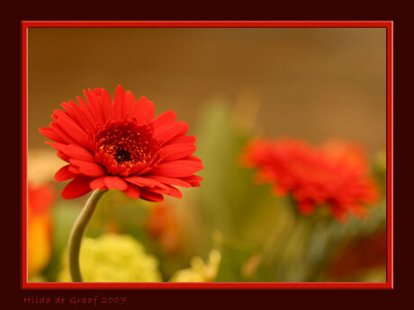 Rode gerbera