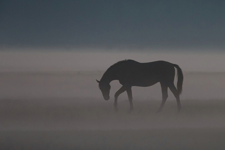 Paard uit de mist