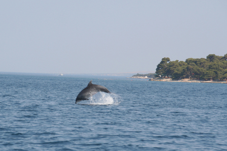 Dolfijn in Kroatië