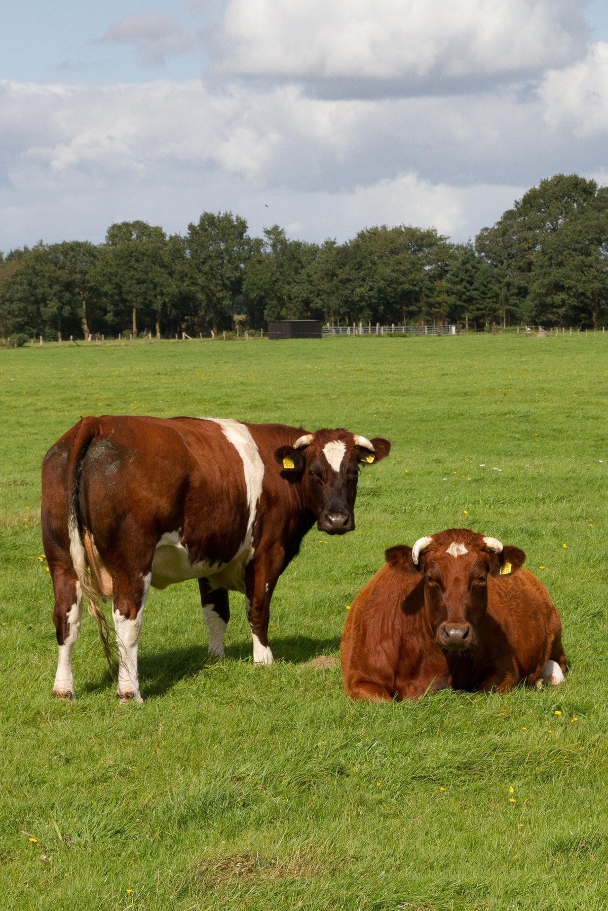 Observatie 鍔 partner brandrode koeien van de Vechtdal Hoeve - foto van albertr - Natuur - Zoom.nl