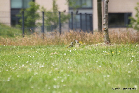 Groene specht met jong