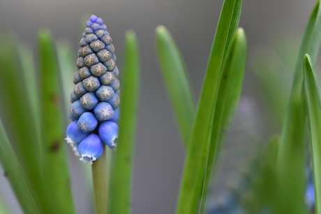 Blauw druifje