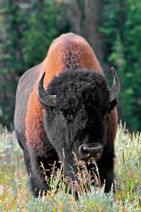 Bizon in Yellowstone Park