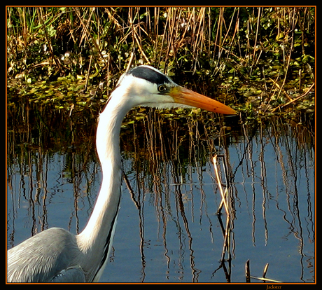 zilverreiger