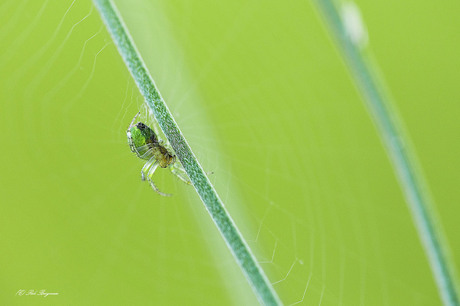 Spinnetje