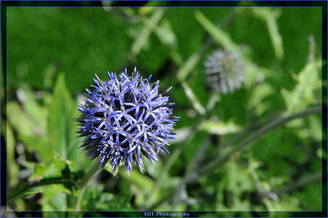 Kogeldistel