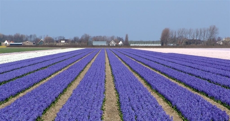 bollenvelden bij Breezand