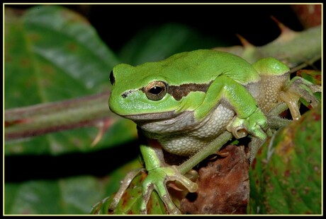 Hyla arborea