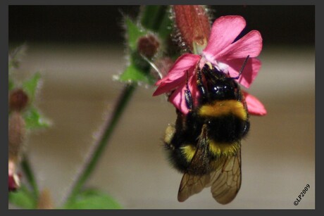 hommel