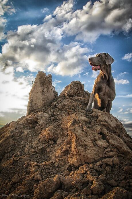 Yuri weimaraner