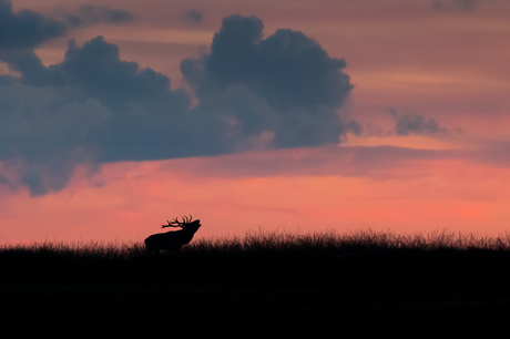 burlend hert bij zonsondergang