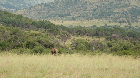 Zuid Afrika