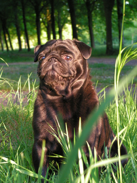 in het gras