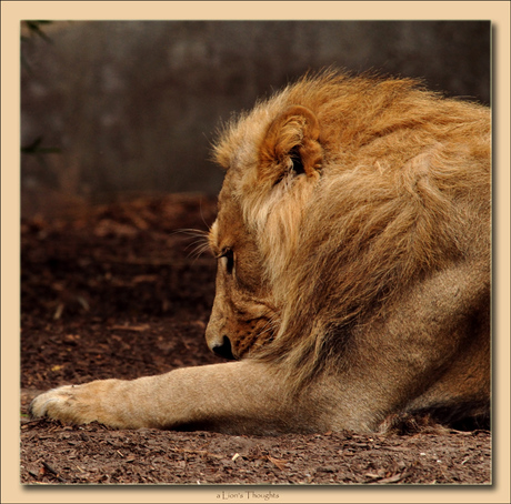 a Lion's Thoughts