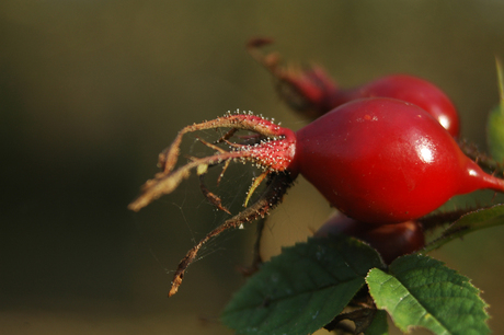 hondsroos in de zon