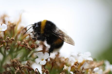 Hommel aan het eten