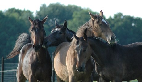 Paarden