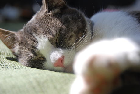 ZzZzZzzZonnebaden! II