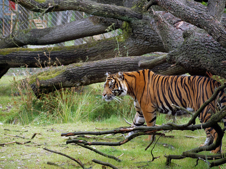 Burgers Zoo