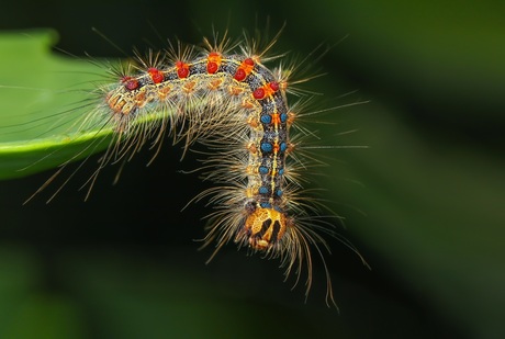 Rups van Plakker vlinder