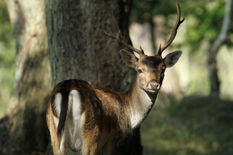 Ik hou je in de gaten