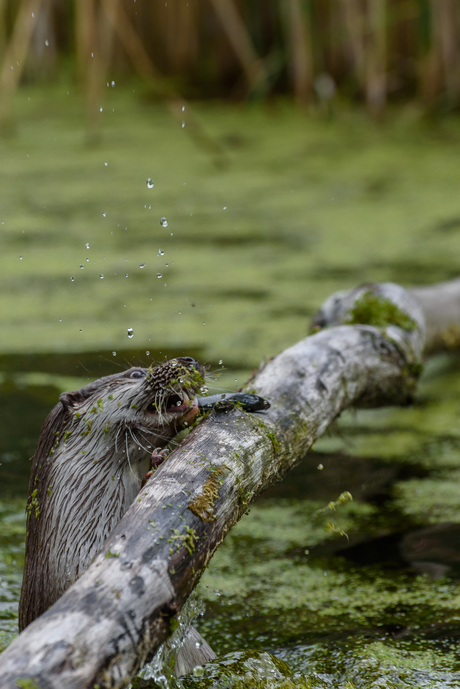 Otter