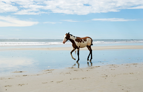 Paard op Playa Samara
