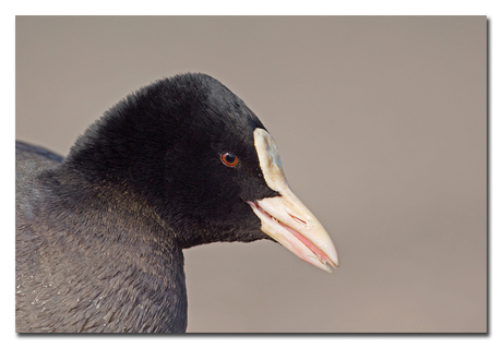 Portret meerkoet