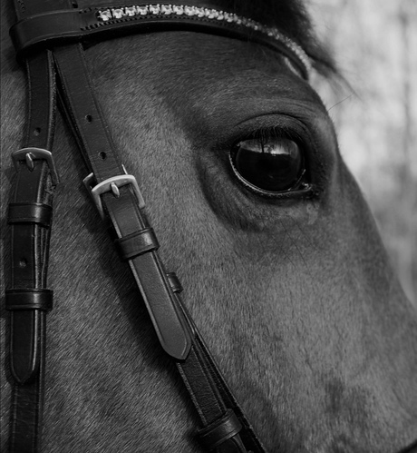 Paardenoog met reflectie