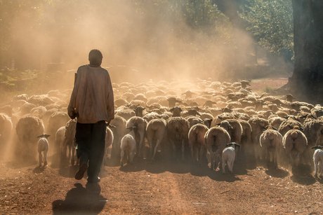 Herder met schapen in Zambia