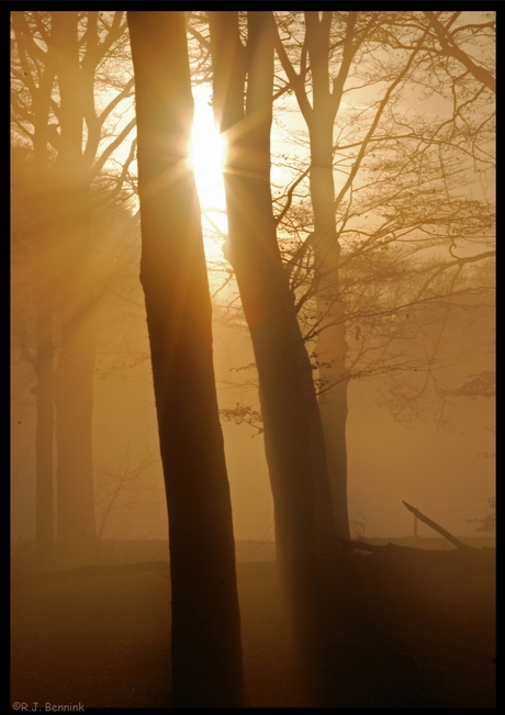 De zon door de bomen en de mist