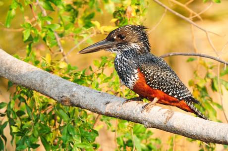 Giant Kingfisher