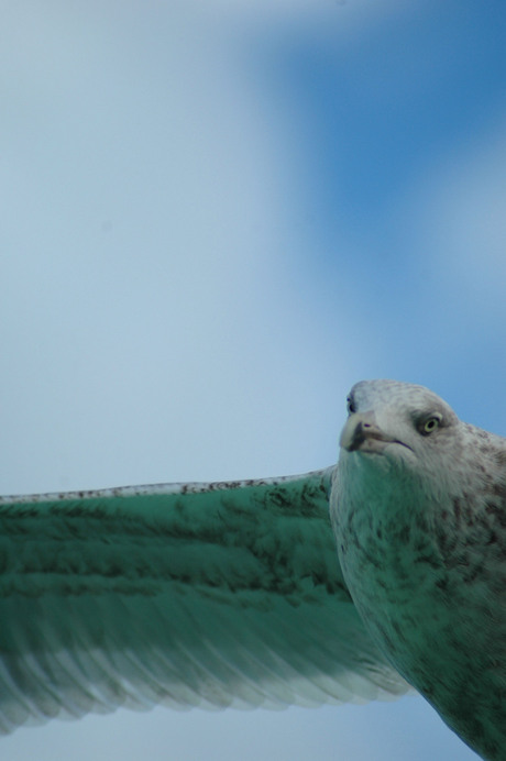 Meeuw in vlucht