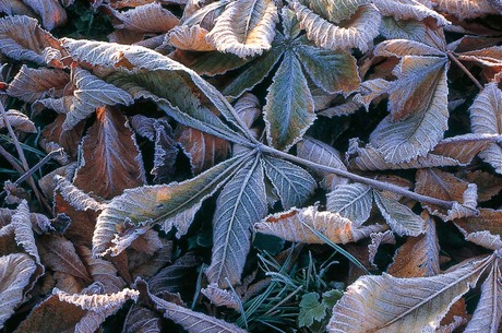 Herfstvorst