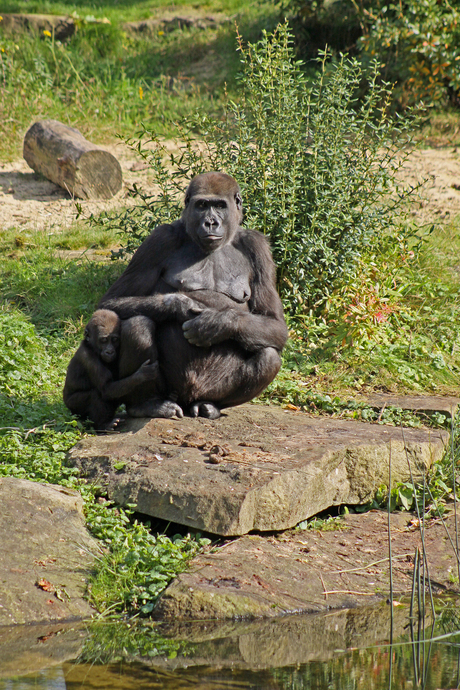 Gorilla met jong
