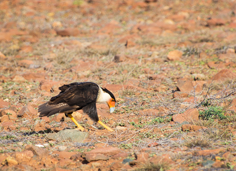 Caracara