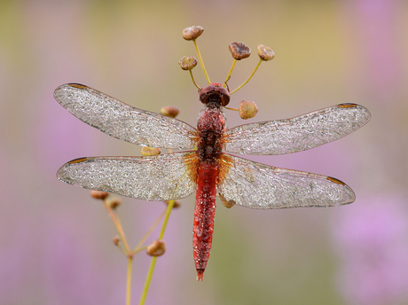 vuurlibel (Crocothemis erythraea)