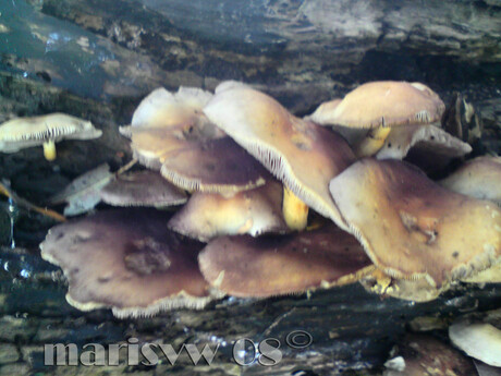 gezellig veel paddenstoelen