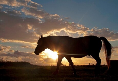 Zonsondergang Oostvaardersplassen