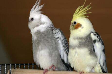 Voor het eerst op de kooi