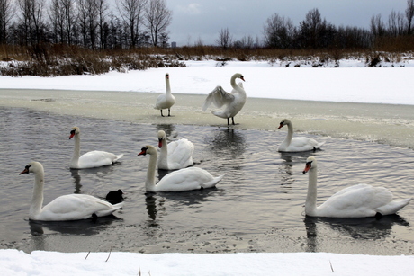 Sneeuw witte zwanen