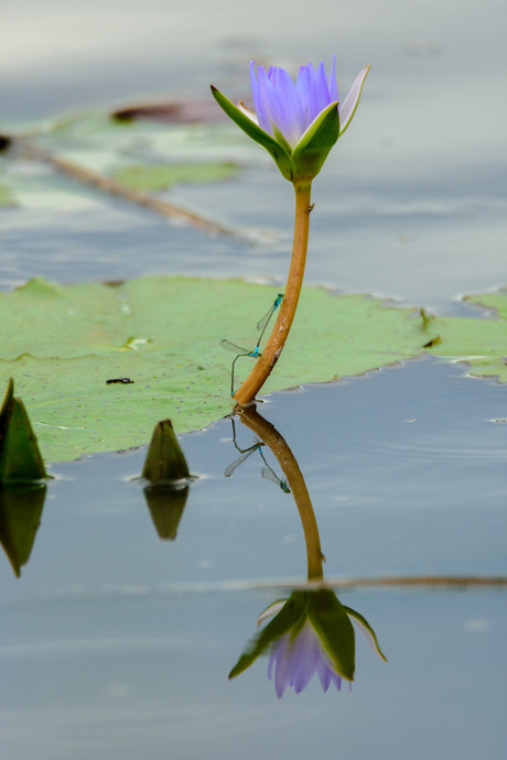 spiegelbeeld