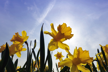 Narcis in tegenlicht