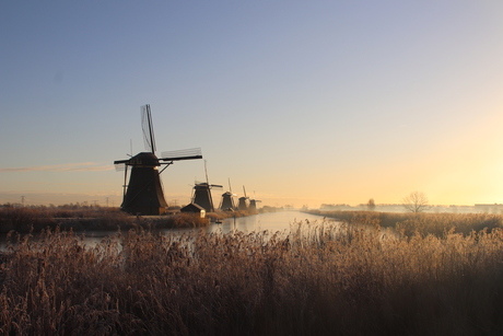 Ochtendkou in Kinderdijk 09-01