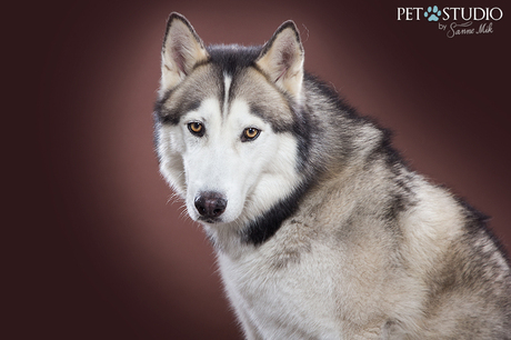 Husky door Pet Studio | Hondenfotograaf Sanne Mik