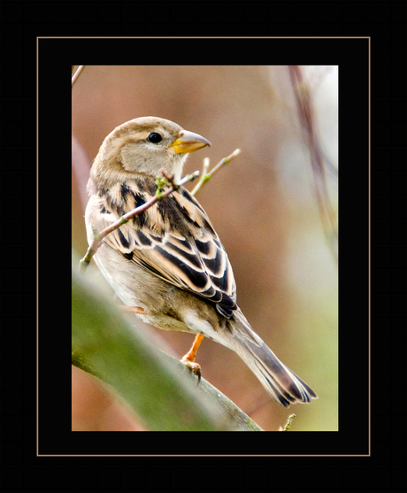 Vink